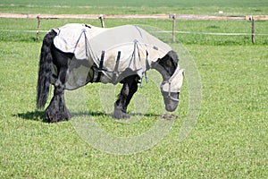 Black horse covered by protective tarpaulin standing on the pasture