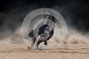 Black horse on dark background