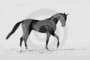 Black horse in desert