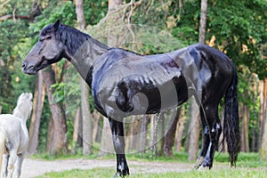Black horse dries in the sun after bathing