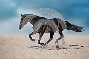 Black horse in dust
