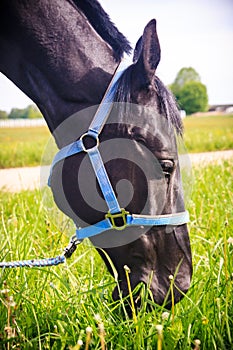 Black horse eating grass