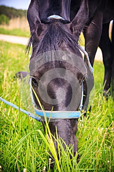 Black horse eating grass