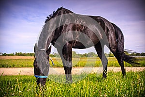 Black horse eating grass