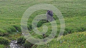 Black horse eating grass near a stream in the mountains. Green lush grass in the background. Free grazing in summer in