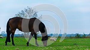 A black horse eating grass on the plain of Giethoorn, the Netherlands