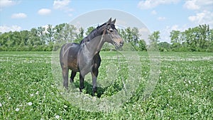 Black horse eating grass slow mition