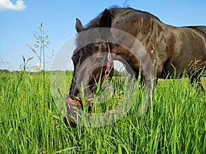 Beautiful black horse eating grass in the field, pasture