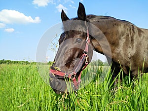 Beautiful black horse eating grass in the field, pasture