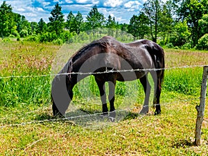 Black horse eating green grass in the pasture.