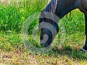 Black horse eating green grass in the pasture.