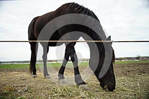 Black horse eats grass in near the fence on a cloudy spring day