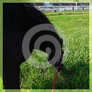 Black horse eats grass on a racetrack field, trotter on hippodrom
