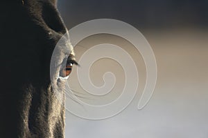 Black horse eye