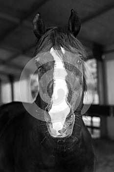 Black Horse photo