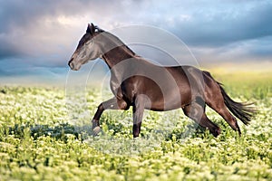 Black horse in flowers