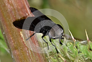 A Black Horse fly resting on a spiky thistle plant.