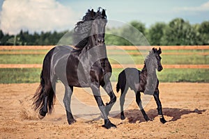 Black horse and foal running