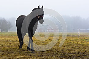 Black horse in the fog