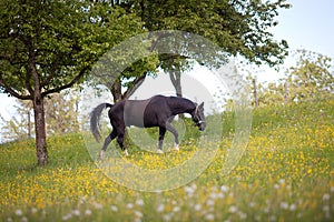 Black Horse free on meadow with lots of flowers