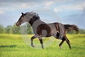 Black  horse free run gallop in meadow