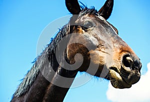 Black horse gallop in a splash of water. Jumping horse on a meadow
