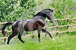 Black horse galloping in the field