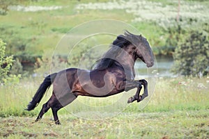 Black horse galloping in the field