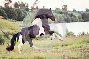 Black horse galloping in the field