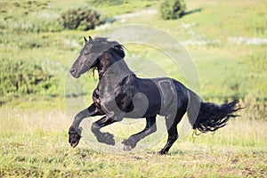 Black horse galloping in the field