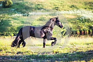 Black horse galloping in the field