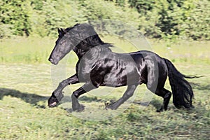 Black horse galloping in the field