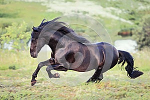 Black horse galloping in the field