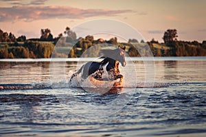 Black horse galloping in water at sunset