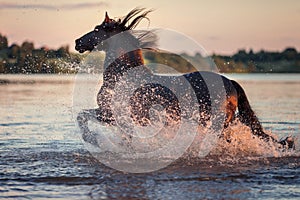 Black horse galloping in water at sunset