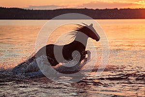 Black horse galloping in water at sunset