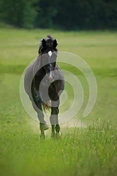 Nero un cavallo galoppò prato 