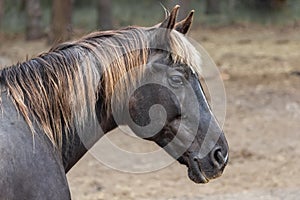 A black horse with a golden mane close-up