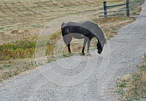 Black Horse by a Gravel Road