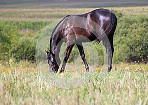 Black horse is grazed