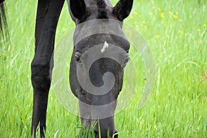 black horse grazes in the field