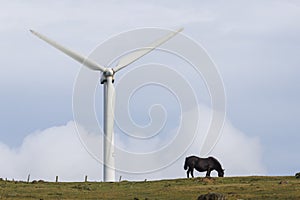 Black horse grazing in front of the blades of a wind power turbine