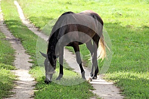 Black horse grazing on green pasture