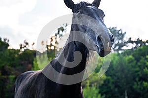 Black horse grazing on pasture at sundown in orange sunny beams. Beauty world