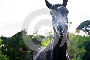 Black horse grazing on pasture at sundown in orange sunny beams. Beauty world