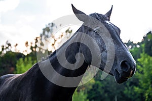 Black horse grazing on pasture at sundown in orange sunny beams. Beauty world