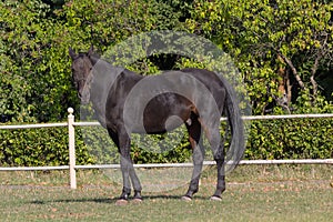 Black horse grazing on the racetrack