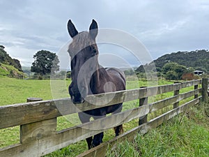 Black horse on a green field behind fence, New Zealand