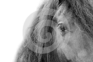 Black horse head and mane close up