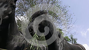 Black horse head. Portrait of a horse eating, feeding.